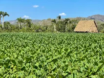 Viñales