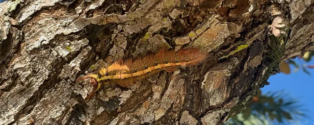 Caterpillar on Koh Yao Noi, Thailand