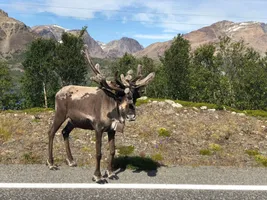 road trip nordkapp